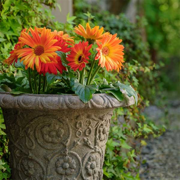 Minerva Planter filled with orange flowers in the backyard upclose.