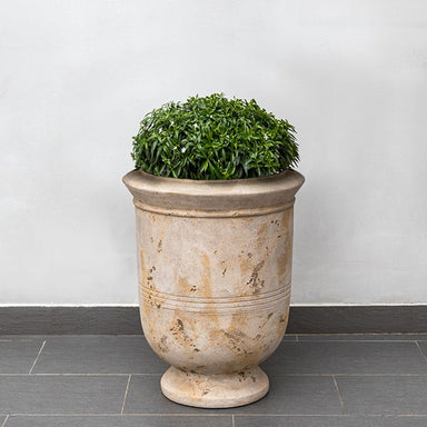 Vaucluse Urn Antico Terra Cotta S/1 filled with plants against light gray wall