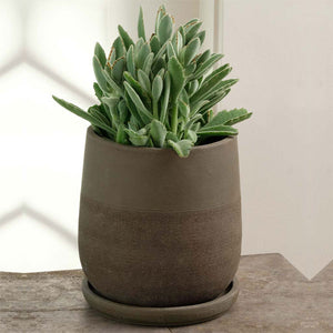  Aimee Planter - Carob - S/4 with plants against white background