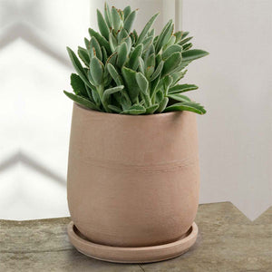 Aimee Planter - Shell - S/4 filled with plants against white background