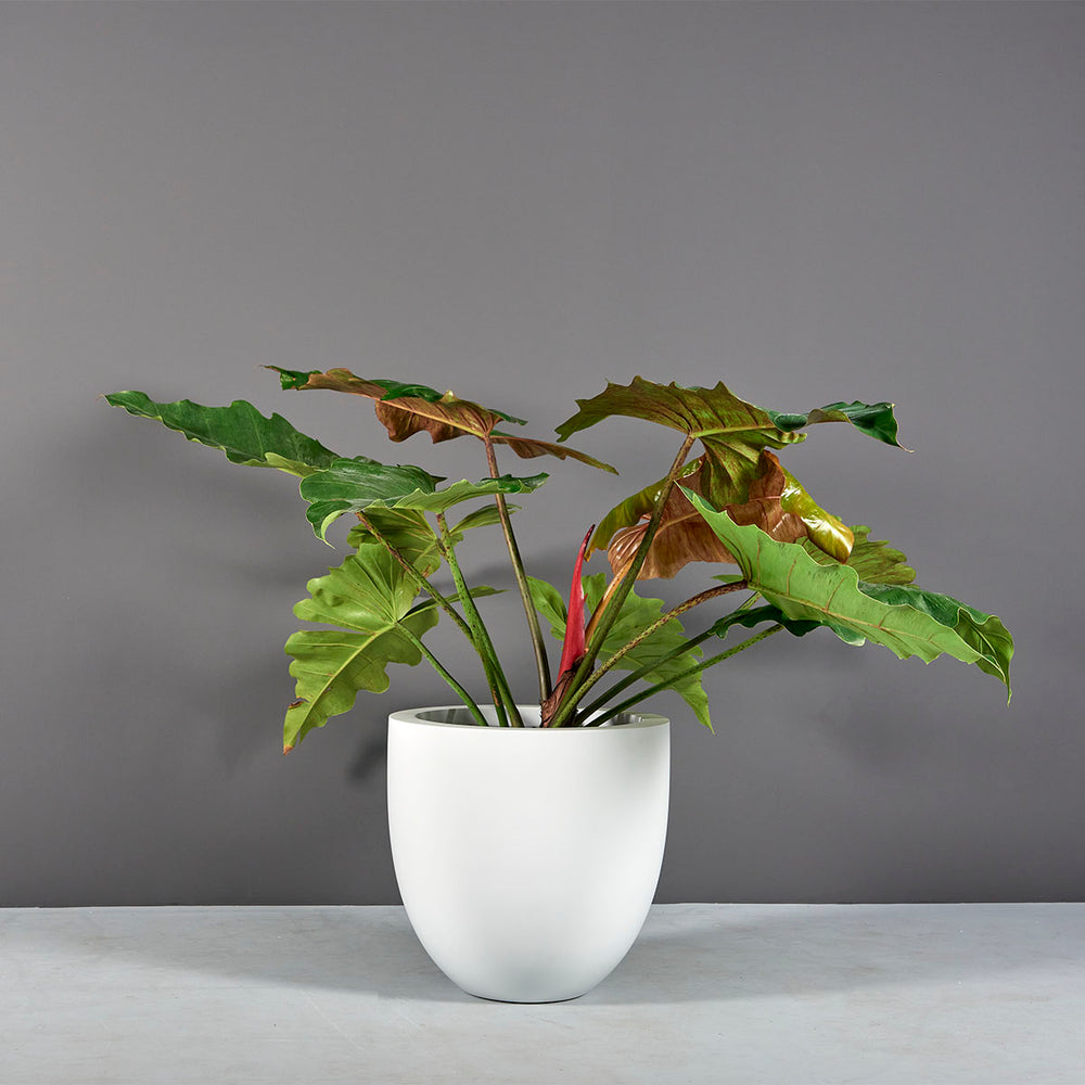 Alzira Round Fiberglass Planter on concrete filled with plants.
