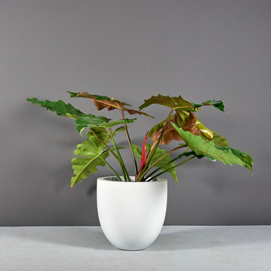 Alzira Round Fiberglass Planter on concrete filled with plants.