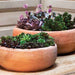 Annalise Planter Terra Nova s/2 filled with cactus