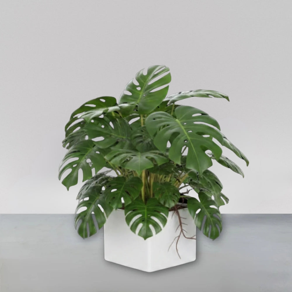 Antwerp Corner Fiberglass Planter filled with plants against gray backdrop.