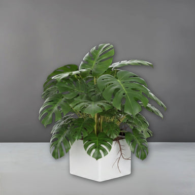 Antwerp Corner Fiberglass Planter filled with plants against gray backdrop.