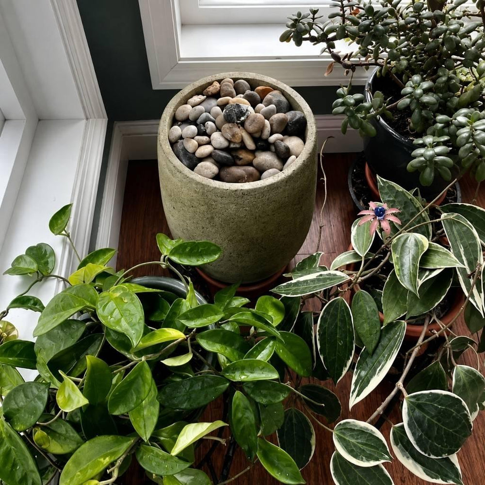 Bebel Pebble Fountain beside plants