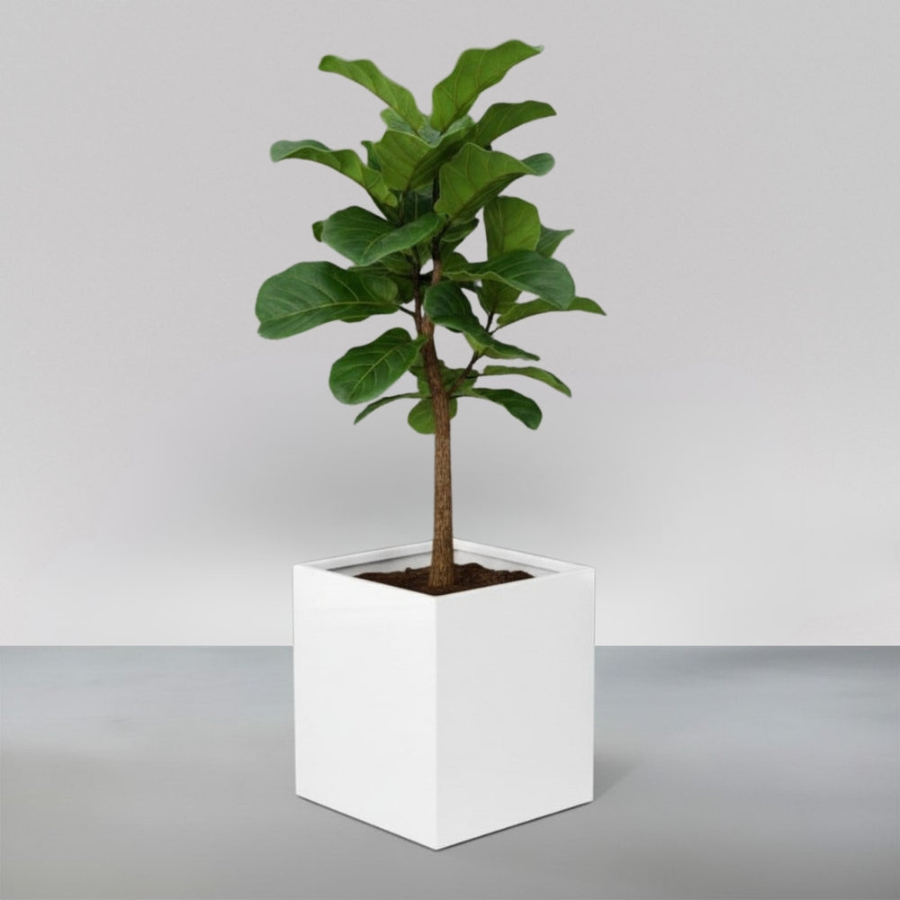 Brisbane Tall Corner Fiberglass planter filled with plants against gray backdrop.