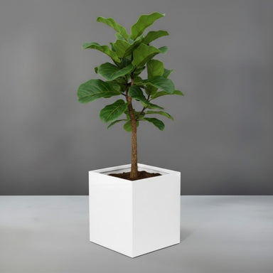 Brisbane Tall Corner Fiberglass planter filled with plants against gray backdrop.