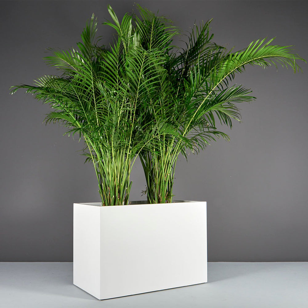 Brisbane Wide Rectangle Fiberglass Planter on concrete filled with plants.