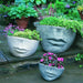 Campania faccia planters filled with plants on patio