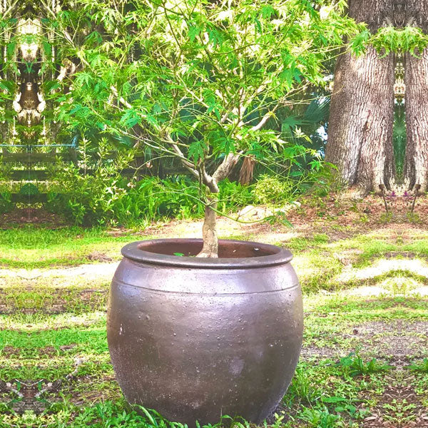 indigenous plant pots Mai Planter - Earthenware