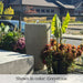 Campania Manzanita Fountain near plants on patio.