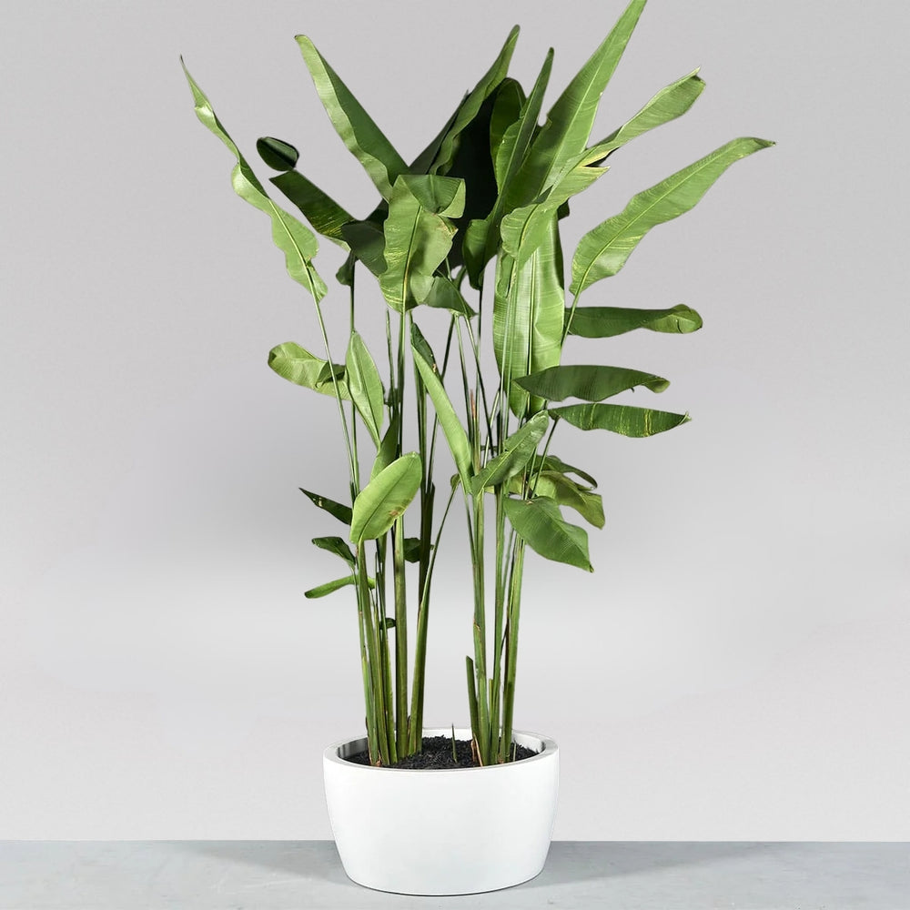 Casablanca Bowl Fiberglass Planter on concrete filled with plants.