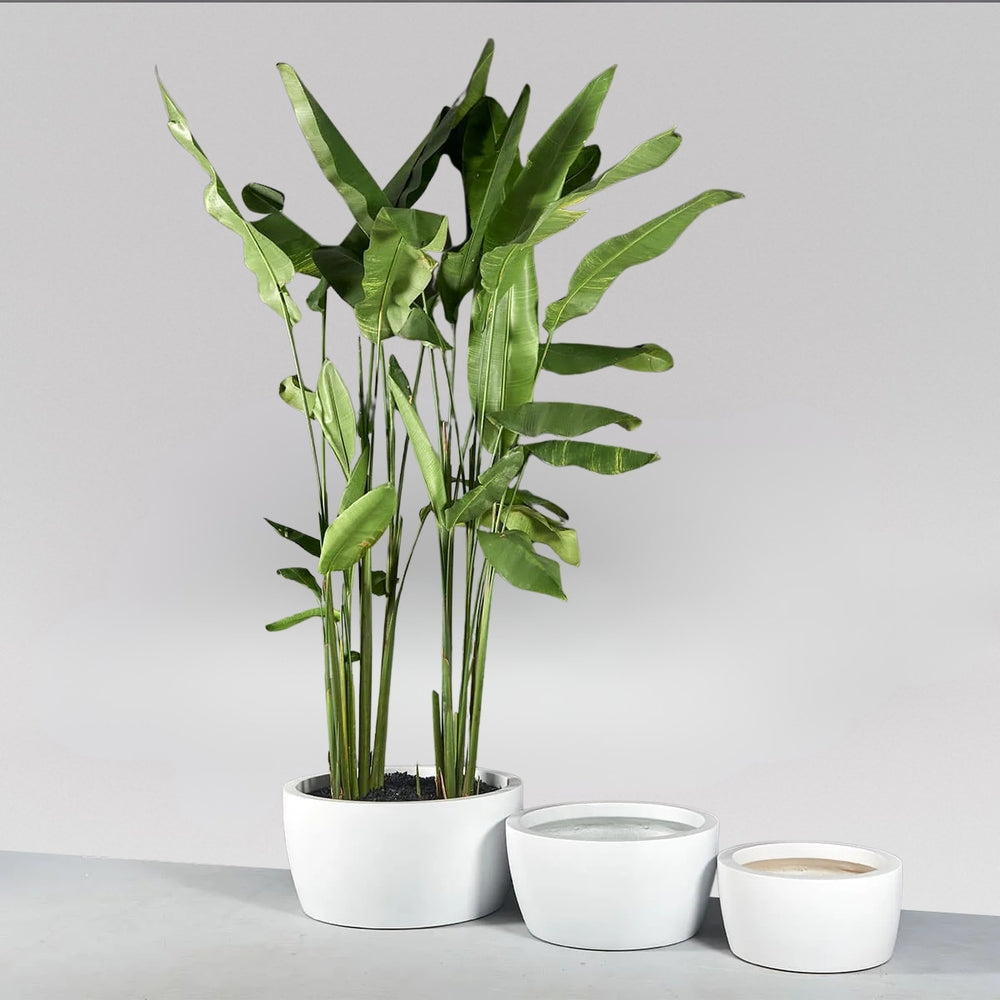 Casablanca Bowl Fiberglass Planter on shown with different sizes filled with plants.