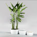 Casablanca Bowl Fiberglass Planter on shown with different sizes filled with plants.