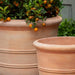 Classic Orangerie Planter - Terra Cotta - Set of 3 filled with plants upclose.