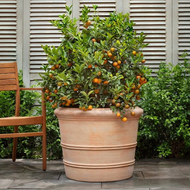 Classic Orangerie Planter - Terra Cotta - Set of 3 on concrete filled with plants.
