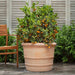 Classic Orangerie Planter - Terra Cotta - Set of 3 on concrete filled with plants.