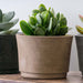 Cloche Planter - Wide in brown filled with plants