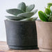 Cloche Planter - Wide in charcoal filled with plants