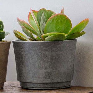 Cloche Planter - Wide in grey filled with plants