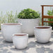 Cora Planter - Antique White - S/4 on concrete filled with plants