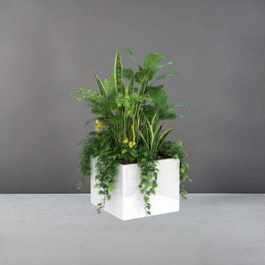 Cuba Low Corner Fiberglass Planter filled with plants against gray background.
