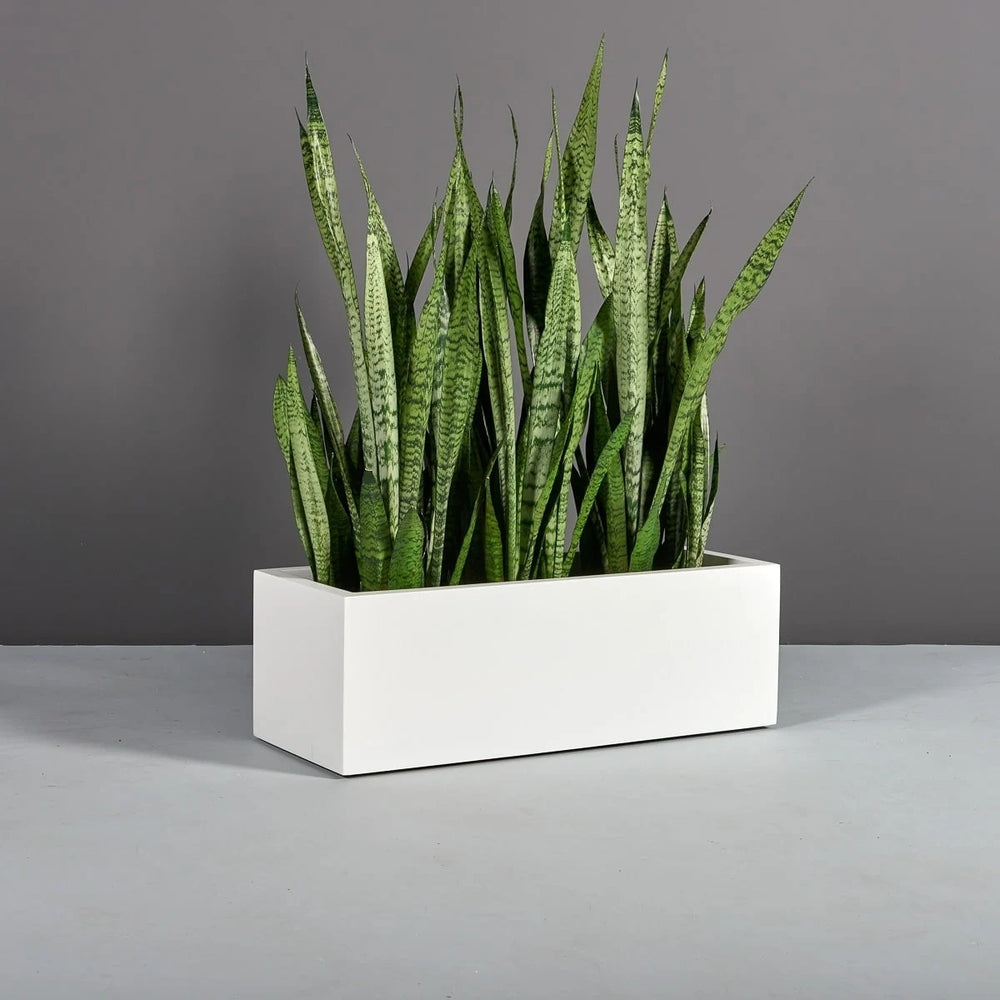 Cuba Low Rectangle Fiberglass Planter in 36 inch length size on concrete filled with plants.