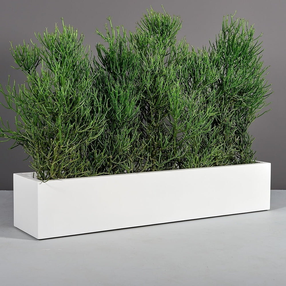 Cuba Low Rectangle Fiberglass Planter in 60 inch length size on concrete filled with plants.