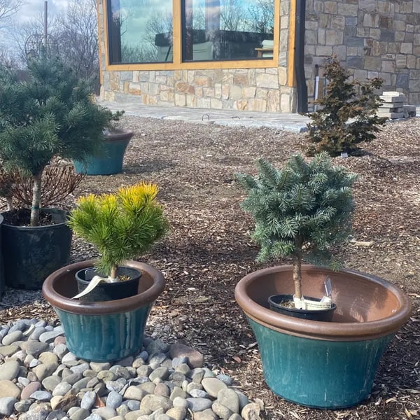 Enfield Planter - Mideterranean S/3 filled with plants infront of the house.