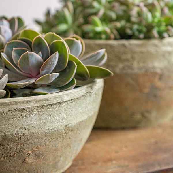 Farmer's Bowl Cotswold White S/8 on the table with gray background upclose