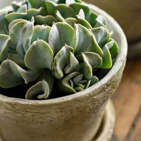 Farmer's Pot Traditional - Mixed - Set of 16
