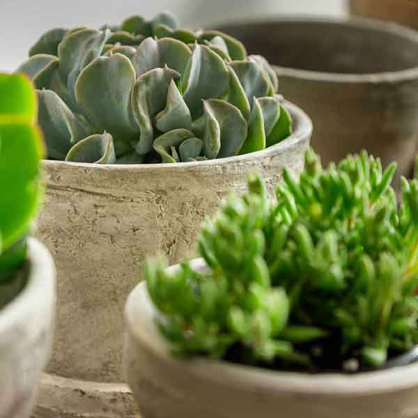 Farmers Pot Traditional Planter - Mixed -S/16 on top of the table upclose