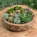 Forest Frog Planter on table filled with plants.