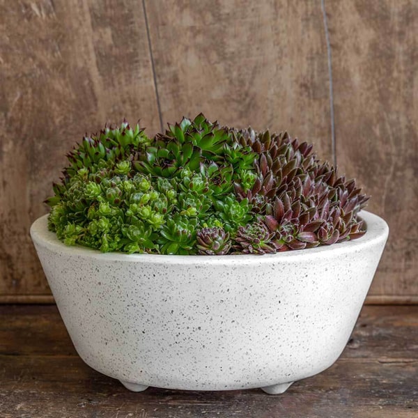 Geo Round Footed Planter filled with cactus against wooden wall