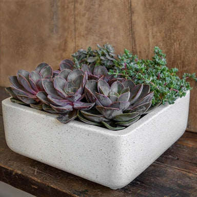 Geo Square Footed Planter - Terrazzo White - S/4 on table filled with cactus