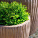 Han Planter Natural rustic s/2 on the gravel in the backyard upclose