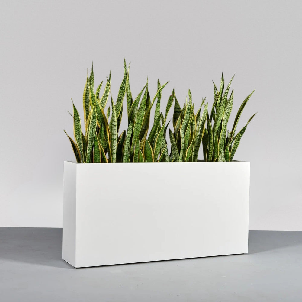 Hollywood Rectangle Fiberglass Planter on concrete filled with plants.