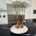 Luna Bowl Planter - Medium - Antico Terra Cotta S/2 on table filled with plants.