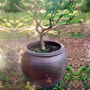 Mai Planter in black clay in the backyard with japanese maple tree inside