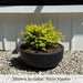 Mesa Large Planter on gravel filled with plants.