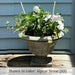 Moreland Urn with white flowers on wooden surface