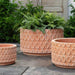 Oriel Planter, Low in terra cotta on concrete in the backyard.