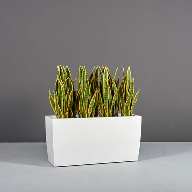 Panama Tapered Rectangle Planter on concrete filled with plants.