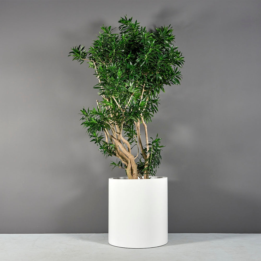 Rio Grande Cylinder Fiberglass Planter on concrete filled with plants.