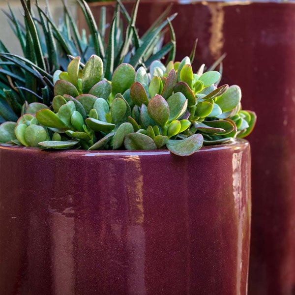 Rioja Planter - Plum - S/2 on gravel in the backyard upclose