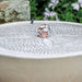 Sand Dollar Fountain in glazed cream upclose