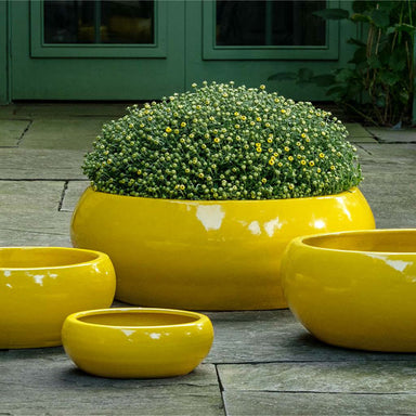 Sasha Planter - Limon - S/4 on concrete in the backyard