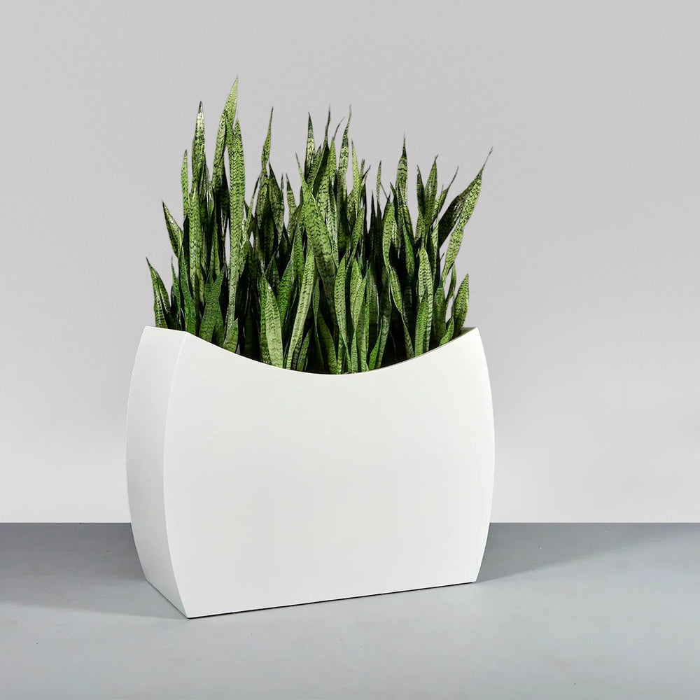 Seoul Modern Curved Rectangle Fiberglass Planter on concrete filled with plants.