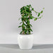 Shanghai Fishbowl Fiberglass Planter on concrete filled with plants.